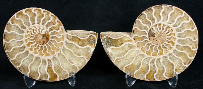 Polished Ammonite Pair - Golden Coloration #9610